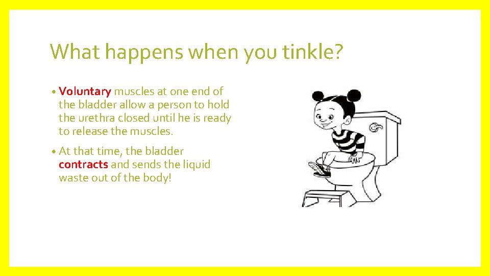 What happens when you tinkle? • Voluntary muscles at one end of the bladder
