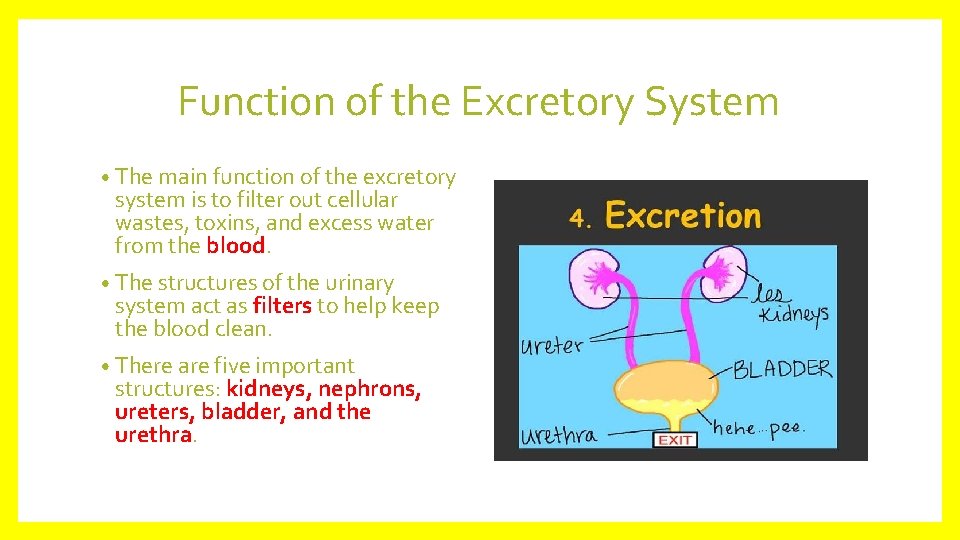 Function of the Excretory System • The main function of the excretory system is