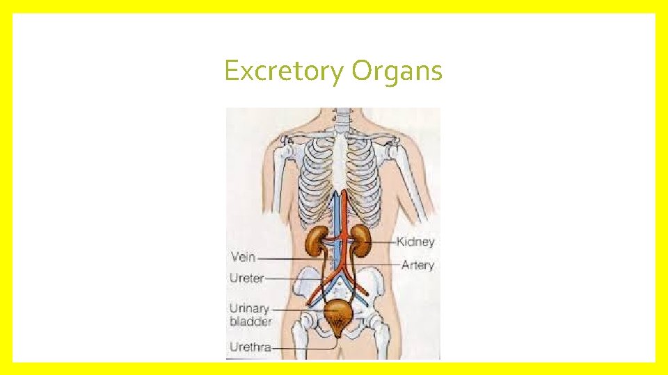 Excretory Organs 