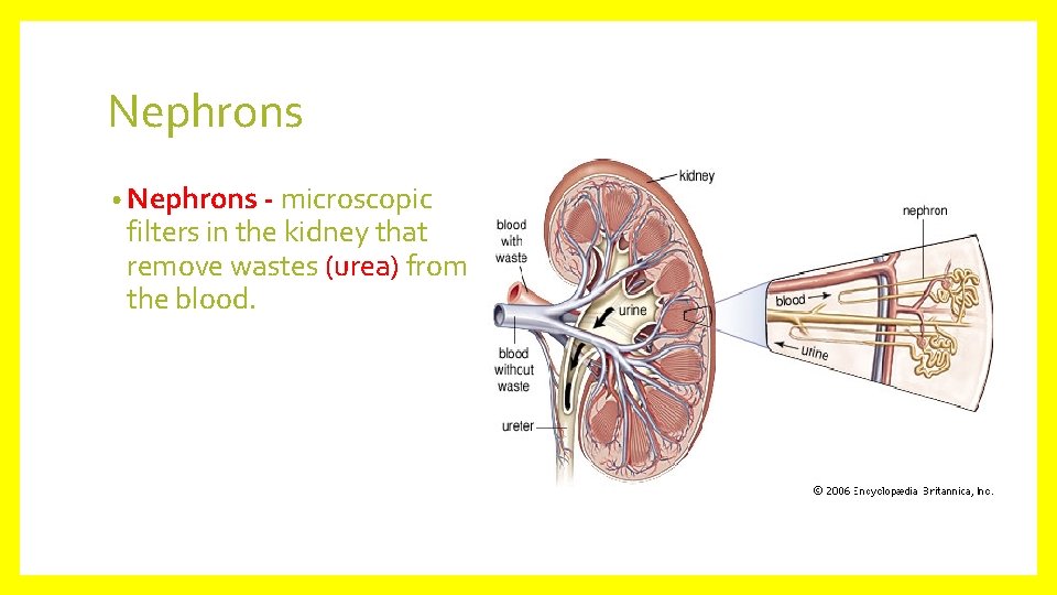 Nephrons • Nephrons - microscopic filters in the kidney that remove wastes (urea) from