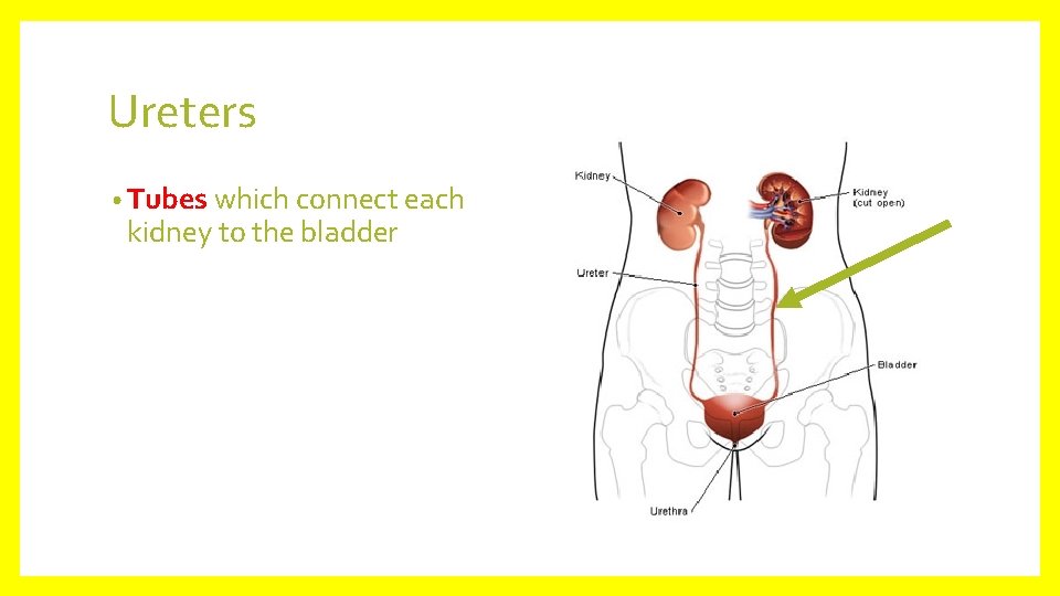 Ureters • Tubes which connect each kidney to the bladder 