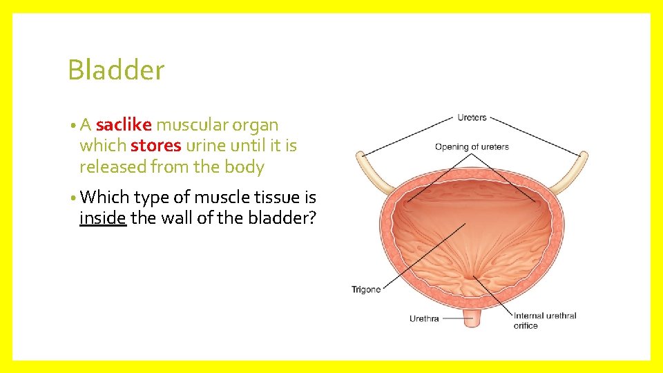 Bladder • A saclike muscular organ which stores urine until it is released from
