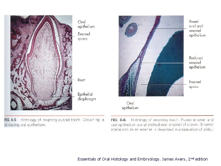 Essentials of Oral Histology and Embryology. James Avery, 2 nd edition 