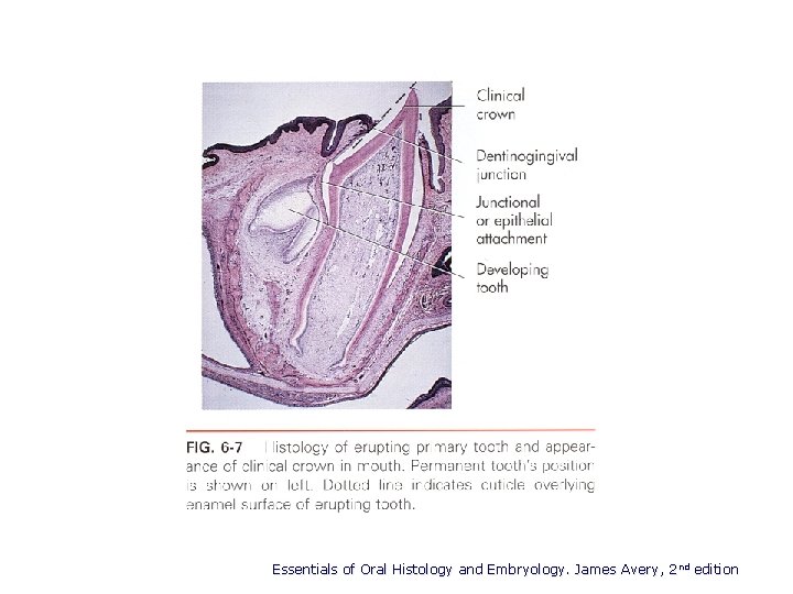 Essentials of Oral Histology and Embryology. James Avery, 2 nd edition 