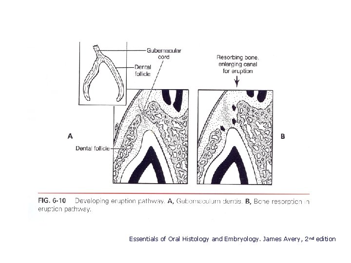 Essentials of Oral Histology and Embryology. James Avery, 2 nd edition 