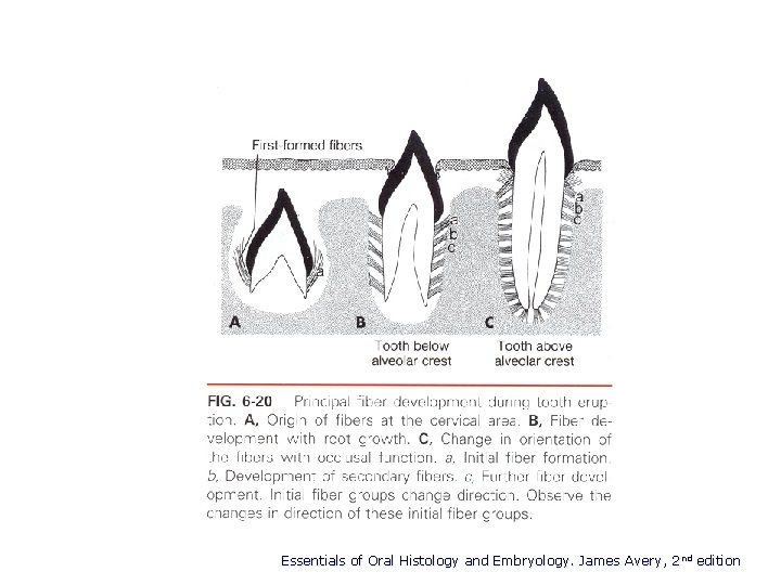 Essentials of Oral Histology and Embryology. James Avery, 2 nd edition 