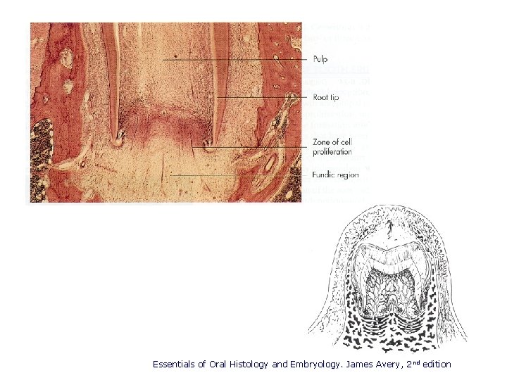 Essentials of Oral Histology and Embryology. James Avery, 2 nd edition 