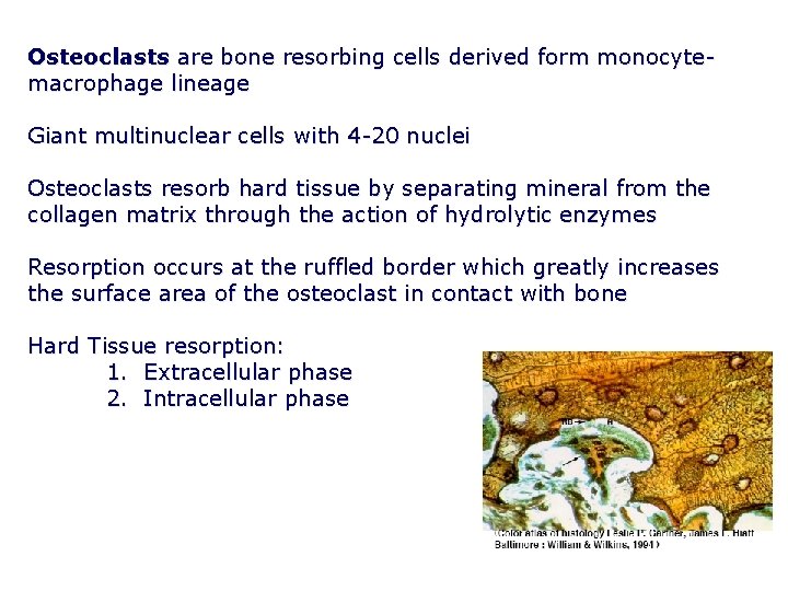 Osteoclasts are bone resorbing cells derived form monocytemacrophage lineage Giant multinuclear cells with 4