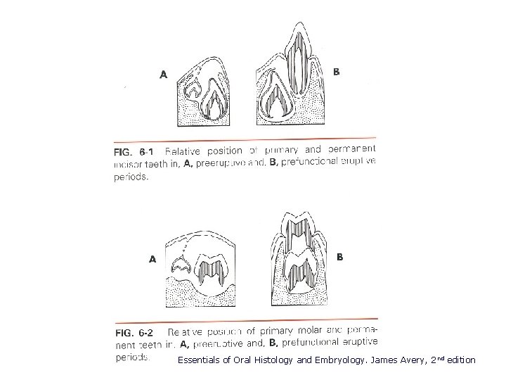 Essentials of Oral Histology and Embryology. James Avery, 2 nd edition 