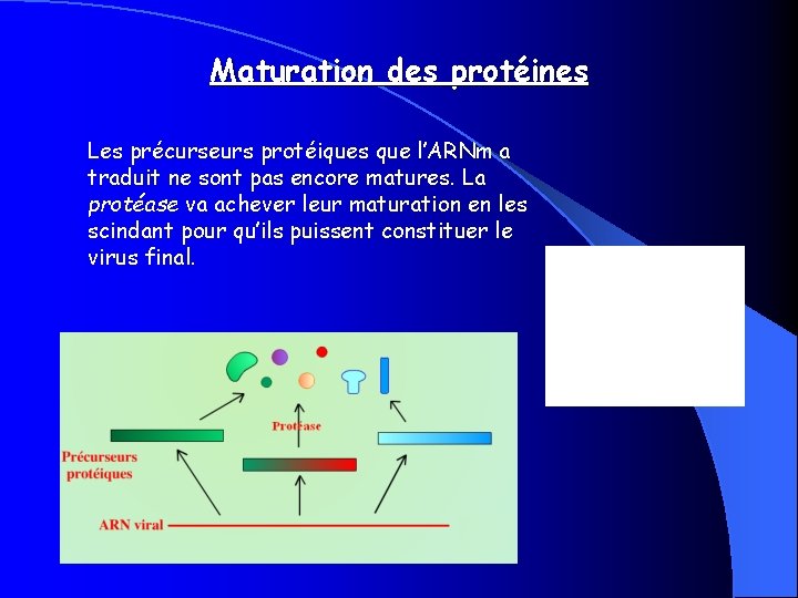 Maturation des protéines Les précurseurs protéiques que l’ARNm a traduit ne sont pas encore