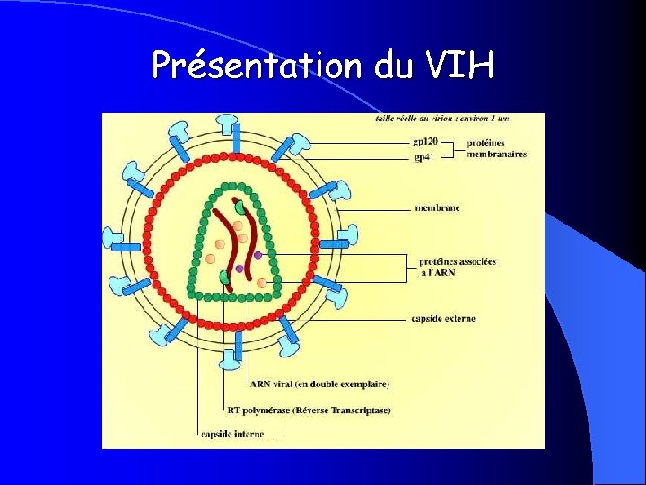 Présentation du VIH 