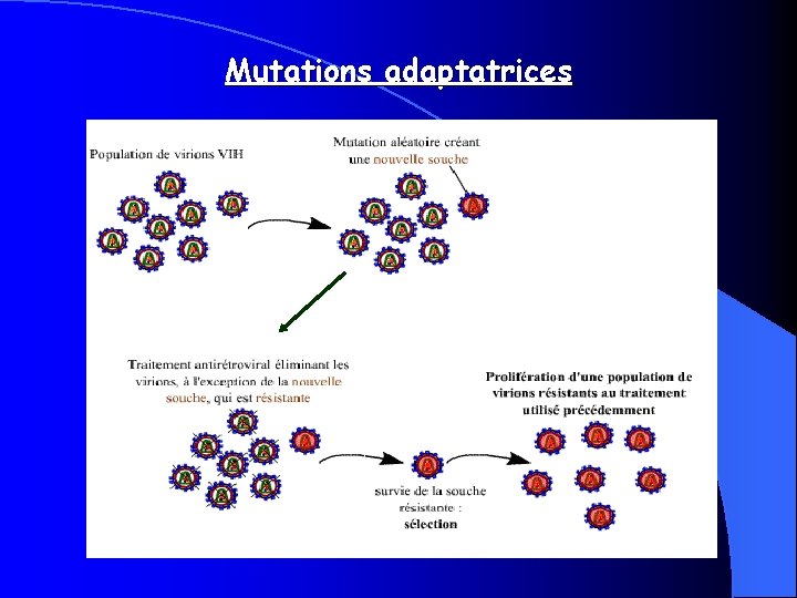 Mutations adaptatrices 