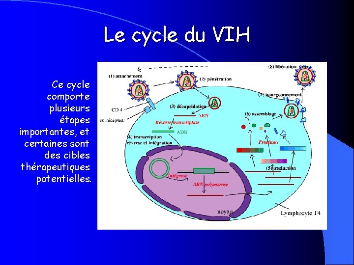 Le cycle du VIH Ce cycle comporte plusieurs étapes importantes, et certaines sont des