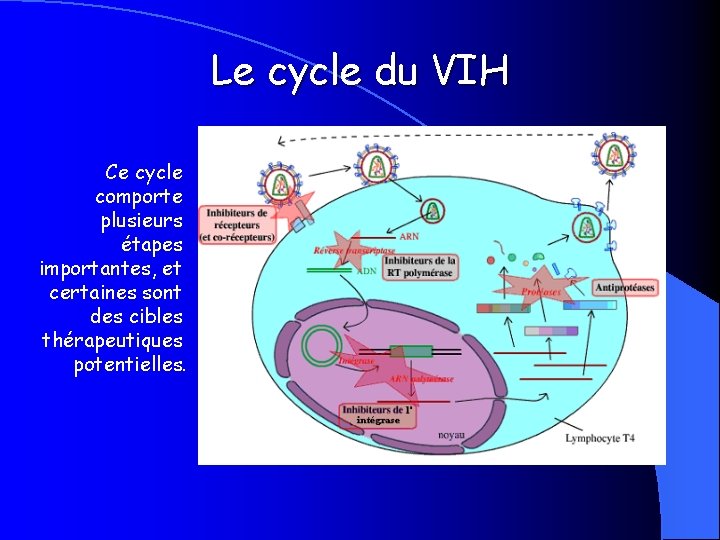 Le cycle du VIH Ce cycle comporte plusieurs étapes importantes, et certaines sont des