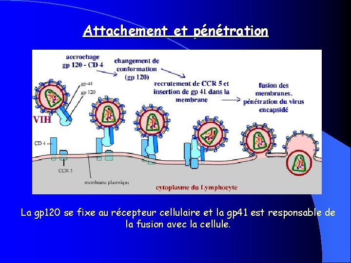 Attachement et pénétration La gp 120 se fixe au récepteur cellulaire et la gp