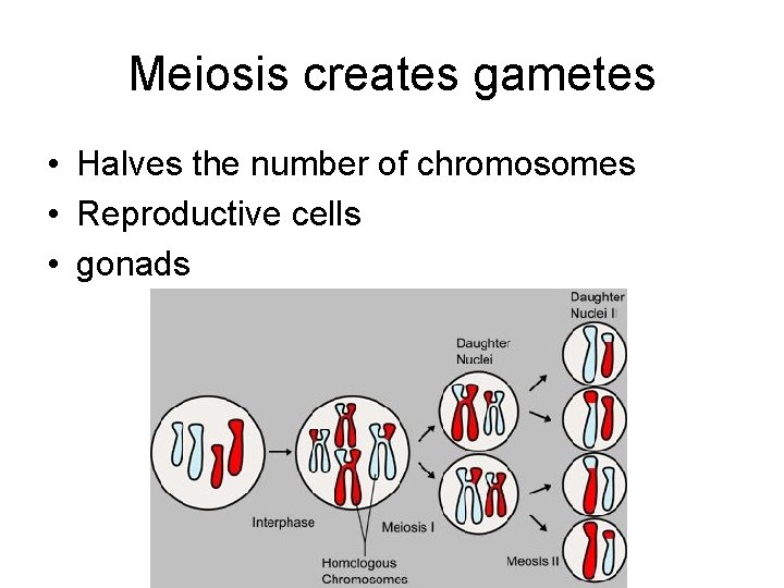 Meiosis creates gametes • Halves the number of chromosomes • Reproductive cells • gonads