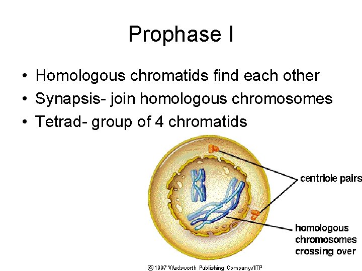 Prophase I • Homologous chromatids find each other • Synapsis- join homologous chromosomes •