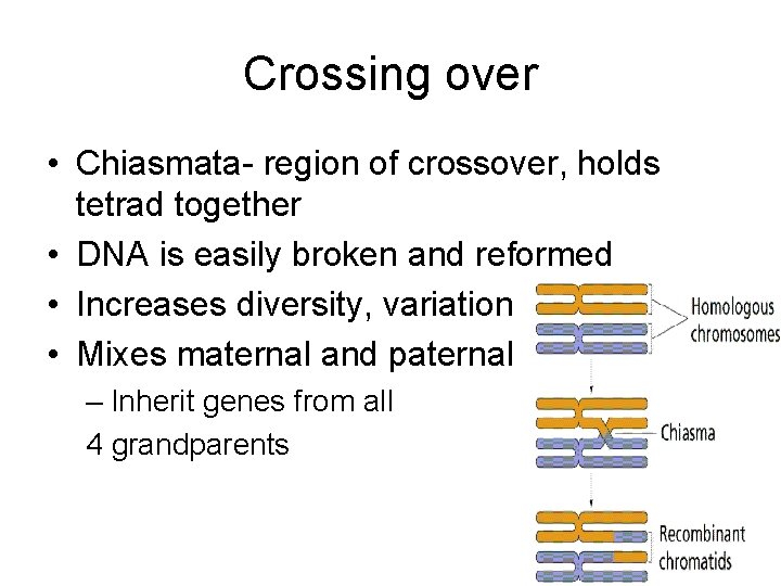 Crossing over • Chiasmata- region of crossover, holds tetrad together • DNA is easily