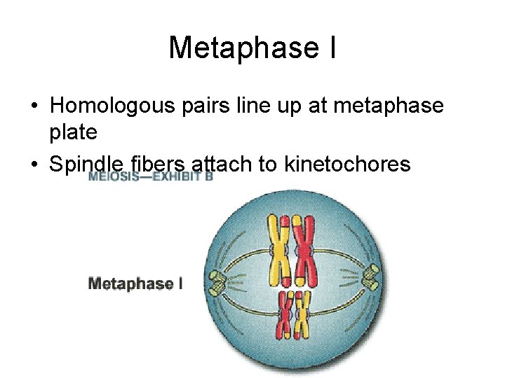 Metaphase I • Homologous pairs line up at metaphase plate • Spindle fibers attach