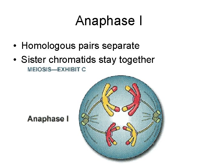 Anaphase I • Homologous pairs separate • Sister chromatids stay together 