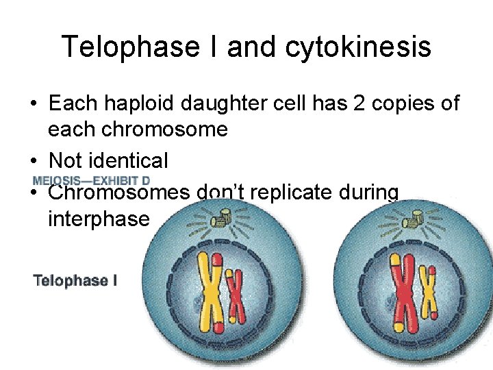 Telophase I and cytokinesis • Each haploid daughter cell has 2 copies of each