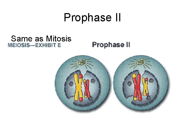 Prophase II Same as Mitosis 