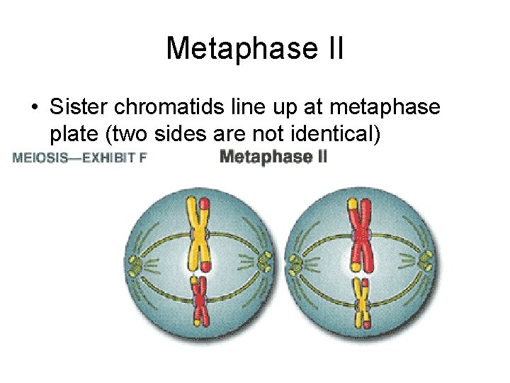 Metaphase II • Sister chromatids line up at metaphase plate (two sides are not