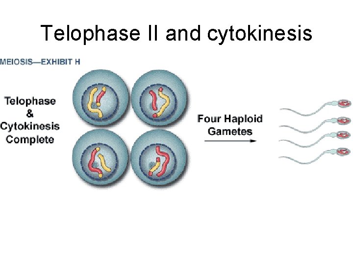 Telophase II and cytokinesis 