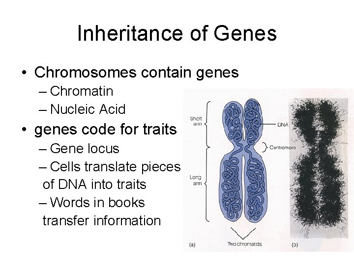 Inheritance of Genes • Chromosomes contain genes – Chromatin – Nucleic Acid • genes