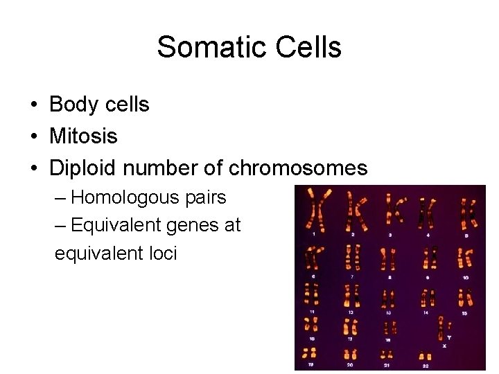Somatic Cells • Body cells • Mitosis • Diploid number of chromosomes – Homologous
