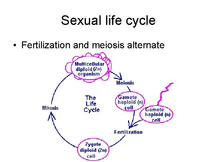 Sexual life cycle • Fertilization and meiosis alternate 