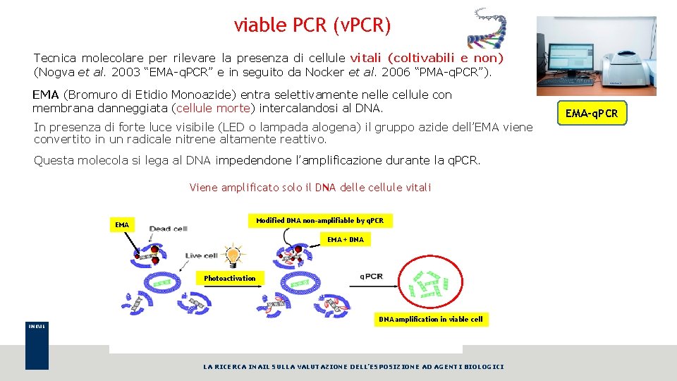 viable PCR (v. PCR) Tecnica molecolare per rilevare la presenza di cellule vitali (coltivabili