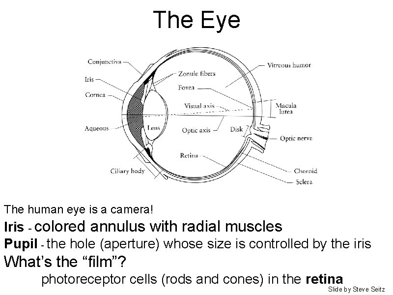 The Eye The human eye is a camera! Iris - colored annulus with radial