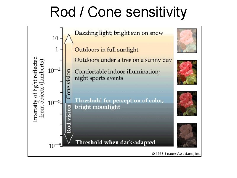 Rod / Cone sensitivity 