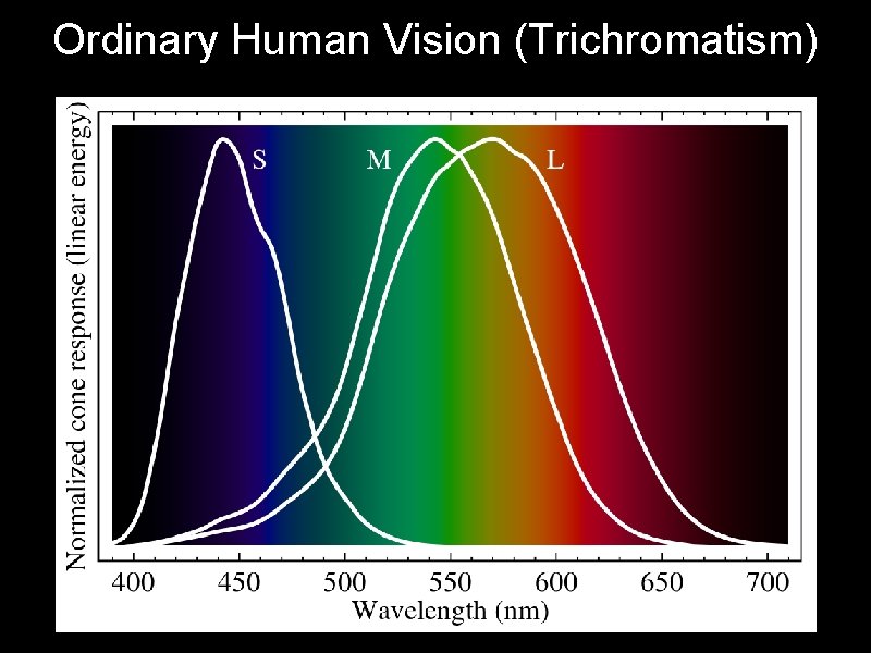 Ordinary Human Vision (Trichromatism) 