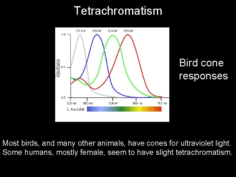 Tetrachromatism Bird cone responses Most birds, and many other animals, have cones for ultraviolet