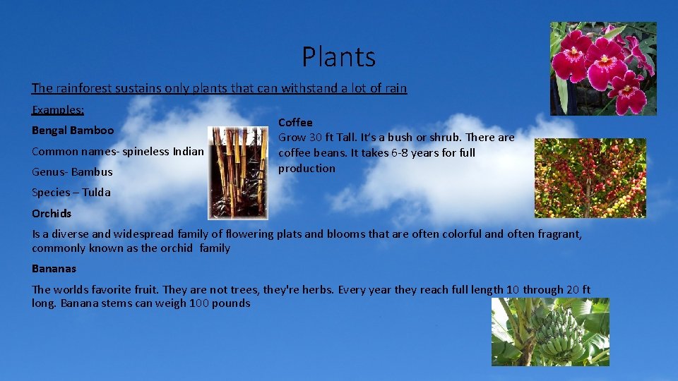 Plants The rainforest sustains only plants that can withstand a lot of rain Examples: