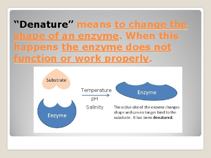 “Denature” means to change the shape of an enzyme. When this happens the enzyme