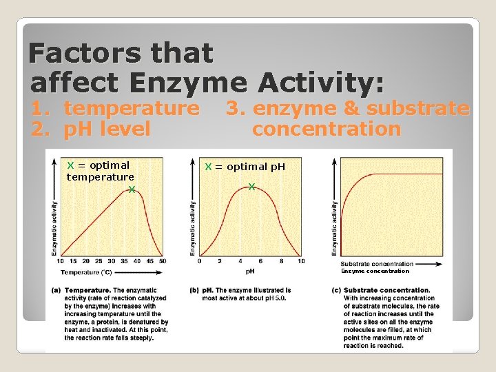 Factors that affect Enzyme Activity: 1. temperature 2. p. H level X = optimal