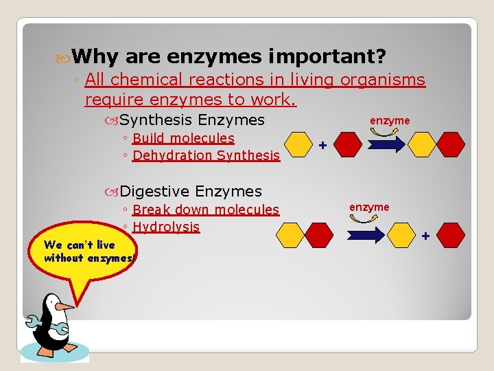  Why are enzymes important? ◦ All chemical reactions in living organisms require enzymes