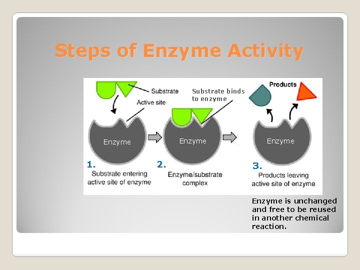 Steps of Enzyme Activity Substrate binds to enzyme Enzyme 1. 2. Enzyme 3. Enzyme