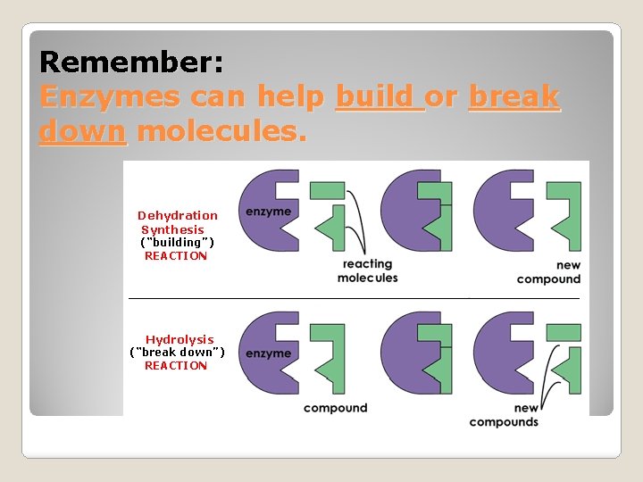Remember: Enzymes can help build or break down molecules. Dehydration Synthesis (“building”) REACTION Hydrolysis