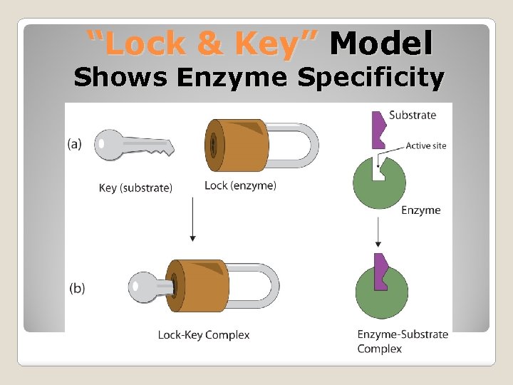 “Lock & Key” Model Shows Enzyme Specificity 