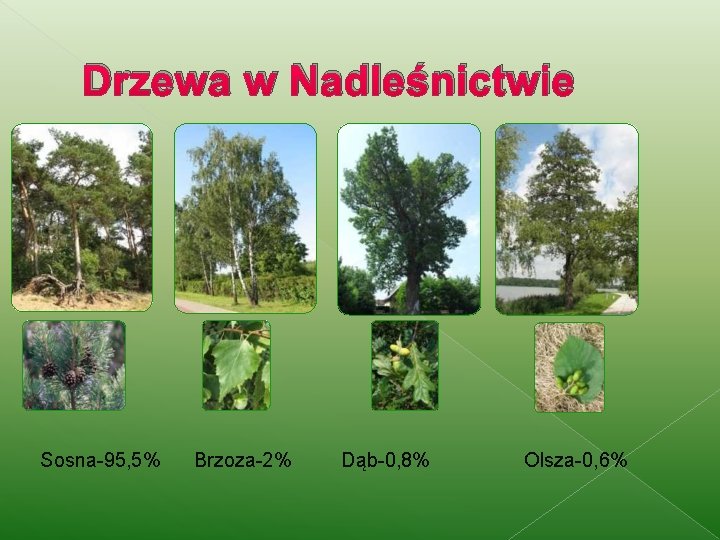 Drzewa w Nadleśnictwie Sosna-95, 5% Brzoza-2% Dąb-0, 8% Olsza-0, 6% 