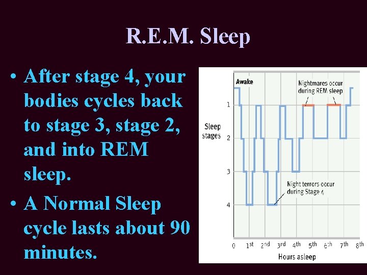 R. E. M. Sleep • After stage 4, your bodies cycles back to stage R. E. M. Sleep • After stage 4, your bodies cycles back to stage