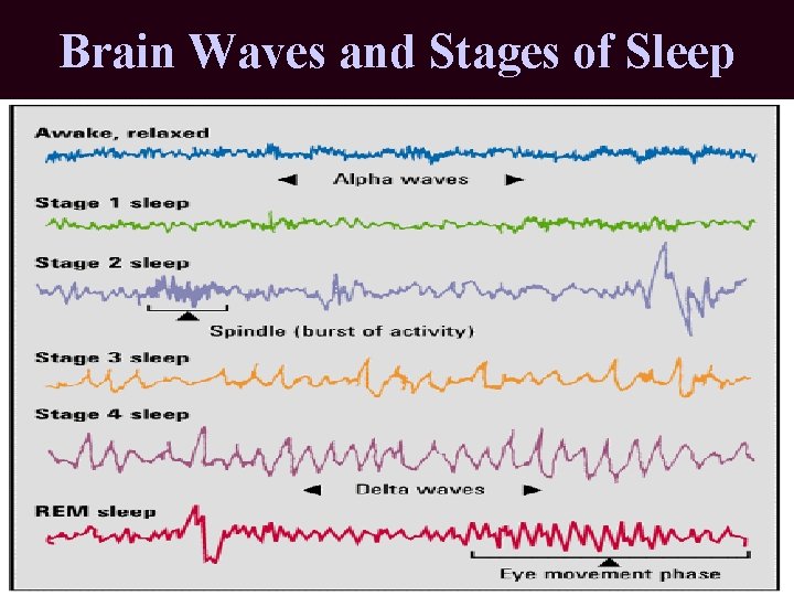Brain Waves and Stages of Sleep Brain Waves and Stages of Sleep