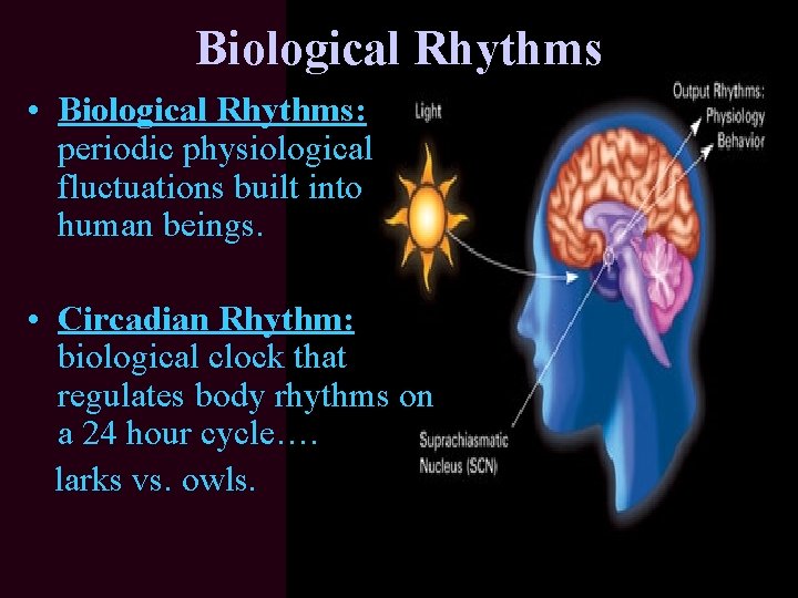 Biological Rhythms • Biological Rhythms: periodic physiological fluctuations built into human beings. • Circadian Biological Rhythms • Biological Rhythms: periodic physiological fluctuations built into human beings. • Circadian