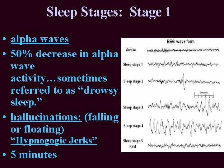 Sleep Stages: Stage 1 • alpha waves • 50% decrease in alpha wave activity…sometimes Sleep Stages: Stage 1 • alpha waves • 50% decrease in alpha wave activity…sometimes