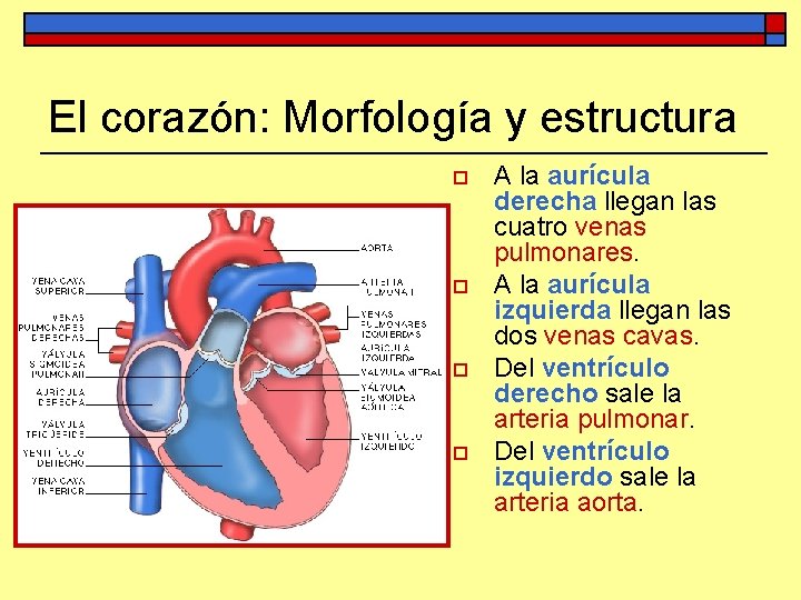 El corazón: Morfología y estructura o o A la aurícula derecha llegan las cuatro