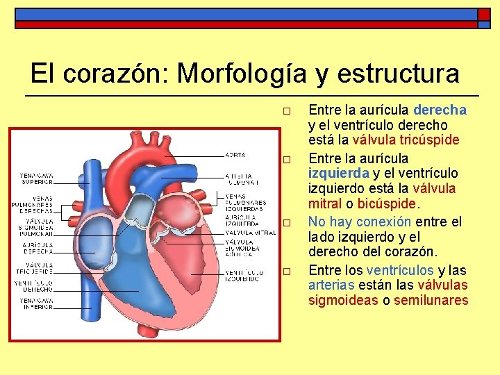 El corazón: Morfología y estructura o o Entre la aurícula derecha y el ventrículo